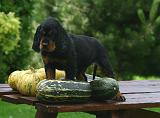 SETTER GORDON 046